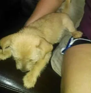 Cachorro raça srd idade 2 a 6 meses nome tibranca