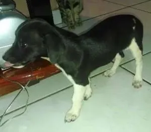 Cachorro raça SRD idade 2 a 6 meses nome TIBRANCAEPRETA