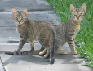 Gato raça mista idade 2 a 6 meses nome Lolitas