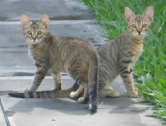 Gato ra a mista idade 2 a 6 meses nome Lolitas