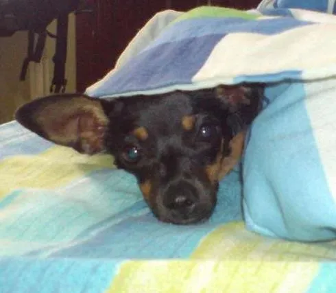 Cachorro ra a Pinscher idade 3 anos nome ARETA GRATIFICA