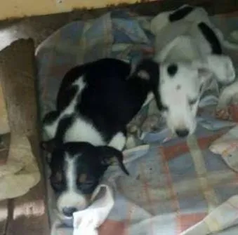 Cachorro ra a VIRA LATA idade 2 a 6 meses nome SEM NOME