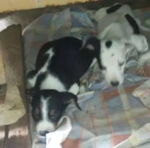 Cachorro raça VIRA LATA idade 2 a 6 meses nome SEM NOME
