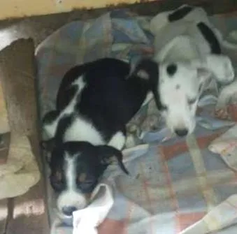Cachorro ra a VIRA LATA idade 2 a 6 meses nome SEM NOME