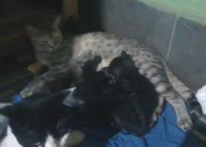 Gato raça european shorthair idade Abaixo de 2 meses nome sem nomes