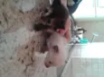 Macaquinha e branqu
