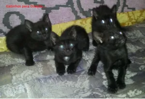 Gato raça SEM DEFINIDA idade 2 a 6 meses nome GATOD