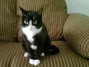 Gato raça SRD idade 2 anos nome neguinha