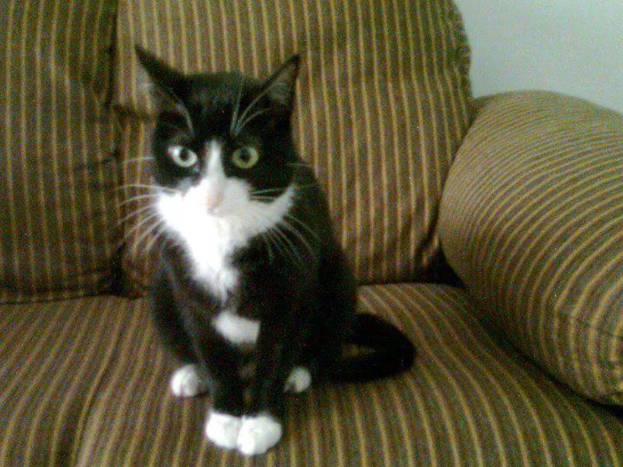 Gato ra a SRD idade 2 anos nome neguinha