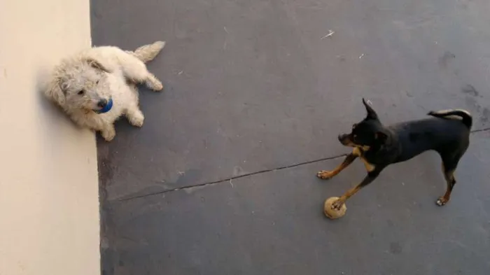 Cachorro ra a Pinscher idade 3 anos nome ARETA GRATIFICA