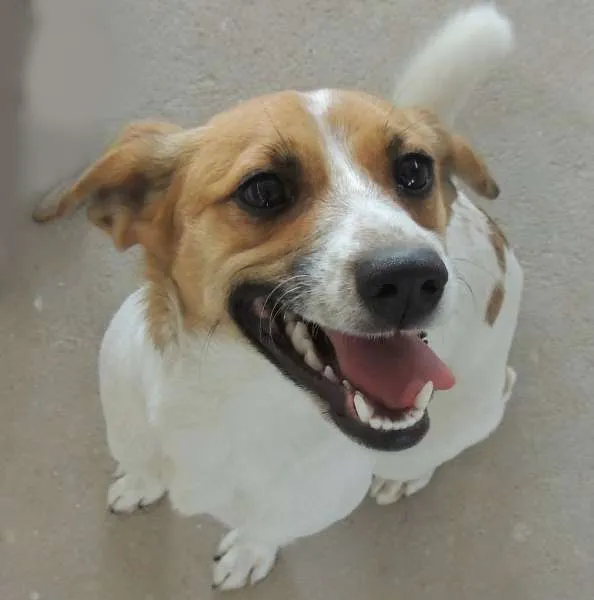 Cachorro ra a indefinida idade 1 ano nome Mel