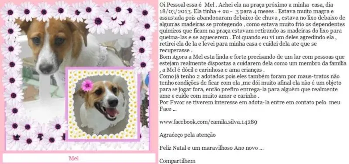 Cachorro ra a indefinida idade 1 ano nome Mel