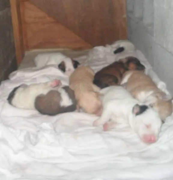 Cachorro ra a Vira-Lata idade Abaixo de 2 meses nome Sem nome