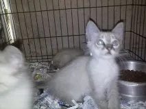 Gato ra a Siamês idade 2 a 6 meses nome Brigitte
