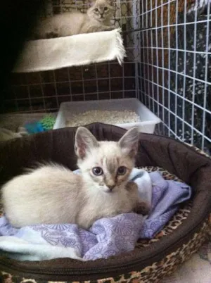 Gato raça Siamês idade 2 a 6 meses nome Brigitte