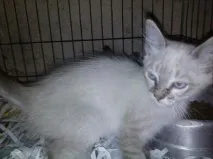 Gato ra a Siamês idade 2 a 6 meses nome Brigitte