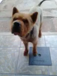 Bob