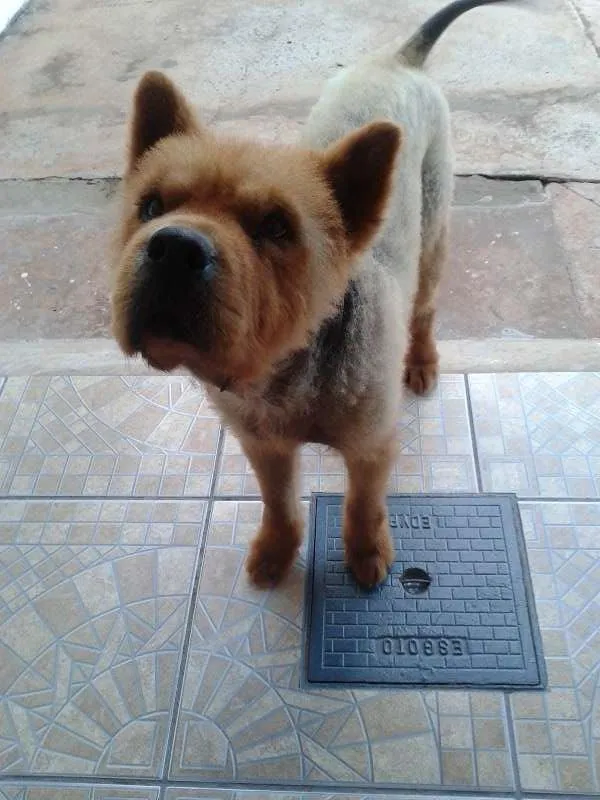 Cachorro ra a Chow Chow idade 5 anos nome Bob