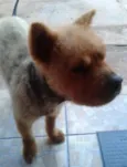 Bob