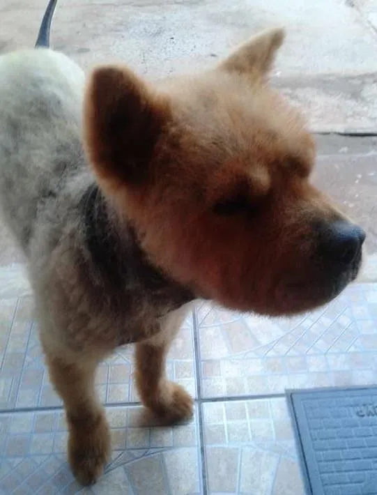 Cachorro ra a Chow Chow idade 5 anos nome Bob