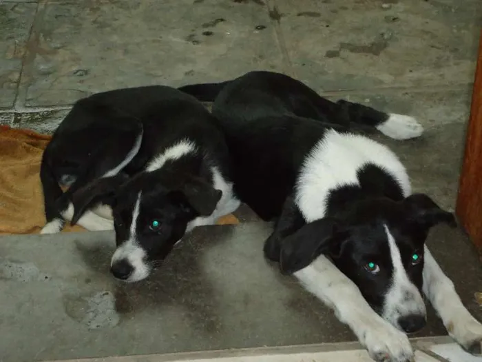Cachorro ra a indefenida idade 2 a 6 meses nome thor e belinha