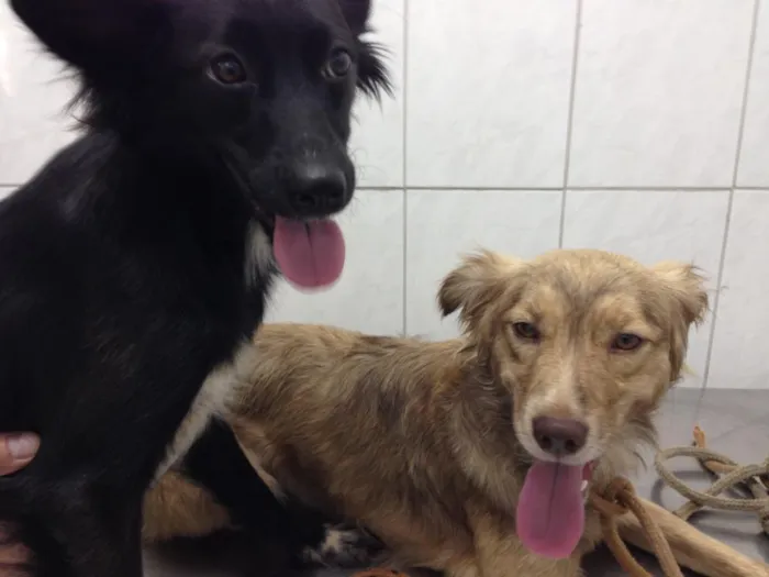 Cachorro ra a SRD idade 1 ano nome Pretinha