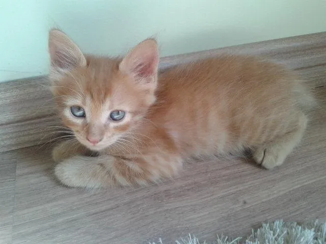 Gato ra a SRD idade 2 a 6 meses nome MARTE