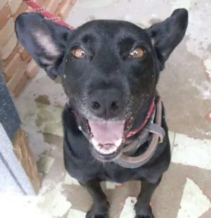 Cachorro raça Vira Lata idade 2 anos nome Nina