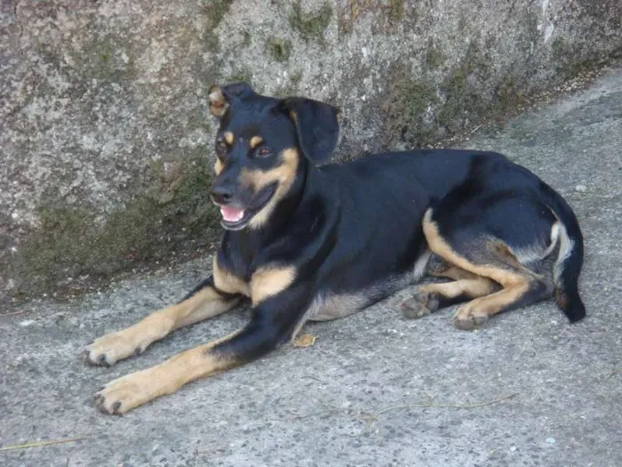 Cachorro ra a SRD idade 1 ano nome Cookie