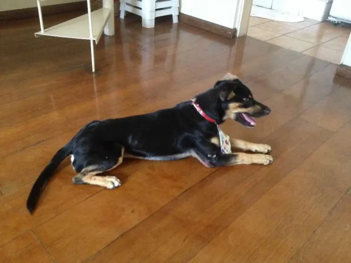 Cachorro ra a SRD idade 1 ano nome Cookie