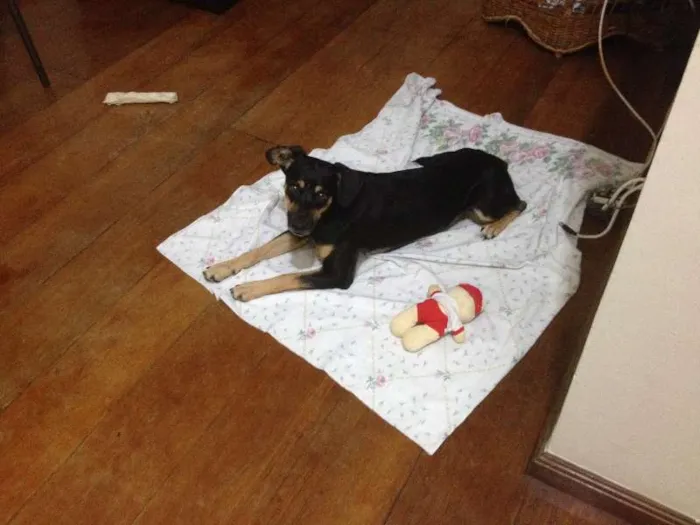 Cachorro ra a SRD idade 1 ano nome Cookie