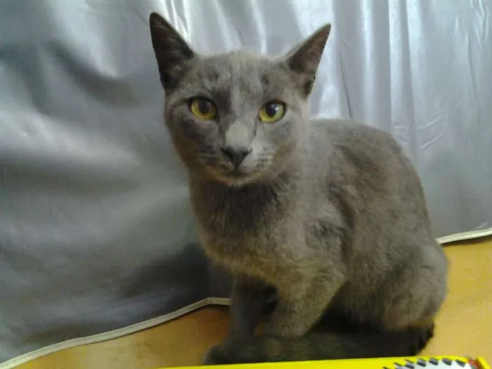 Gato raça  idade 2 a 6 meses nome sem nomes