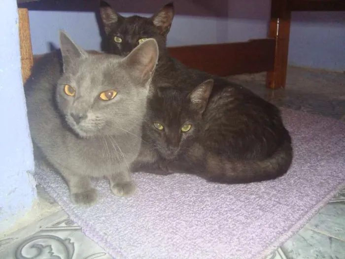 Gato raça  idade 2 a 6 meses nome sem nomes