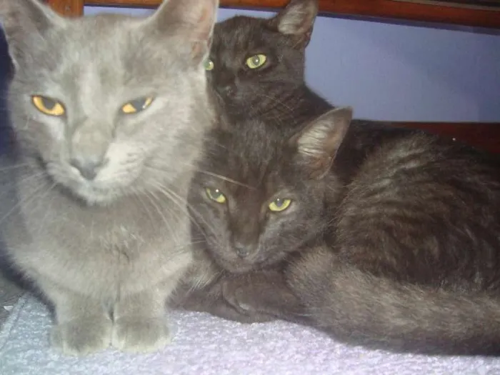 Gato raça  idade 2 a 6 meses nome sem nomes
