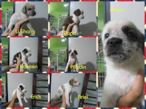 Cachorro raça SRD idade Abaixo de 2 meses nome Filhotes