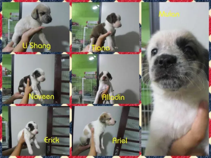 Cachorro ra a SRD idade Abaixo de 2 meses nome Filhotes