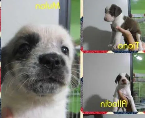 Cachorro ra a SRD idade Abaixo de 2 meses nome Filhotes