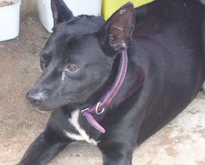 Cachorro ra a SRD idade 3 anos nome Negão