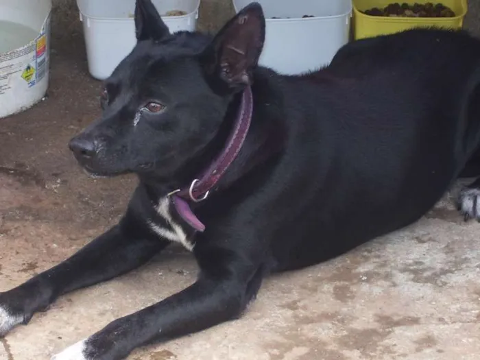 Cachorro ra a SRD idade 3 anos nome Negão