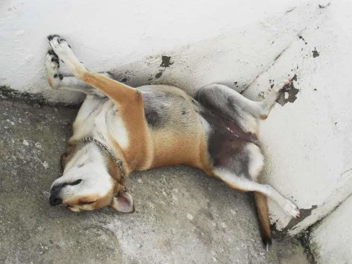 Cachorro raça Vira Lata idade 3 anos nome Chica 