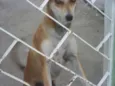 Chica 