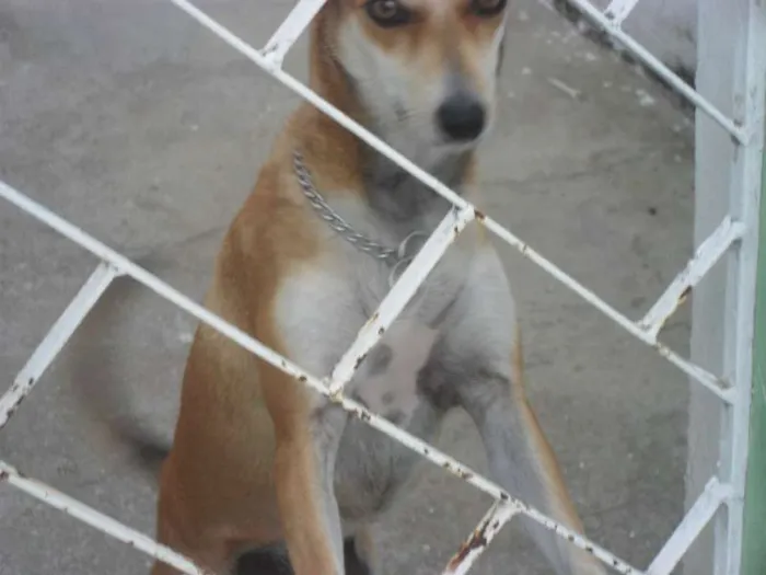 Cachorro raça Vira Lata idade 3 anos nome Chica 