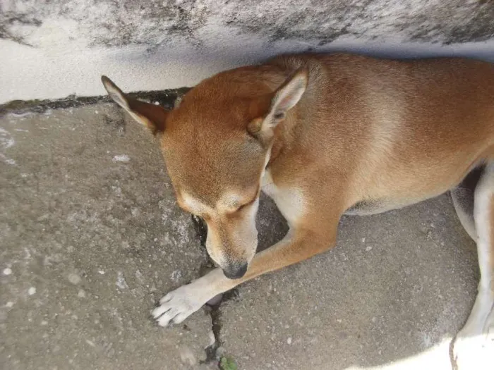 Cachorro raça Vira Lata idade 3 anos nome Chica 