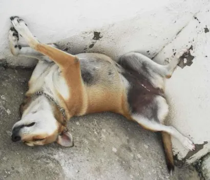 Cachorro raça Vira Lata idade 3 anos nome Chica 
