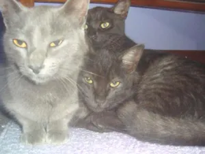 Gato raça  idade 2 a 6 meses nome sem nomes