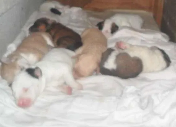 Cachorro ra a Vira-Lata idade Abaixo de 2 meses nome Sem nome