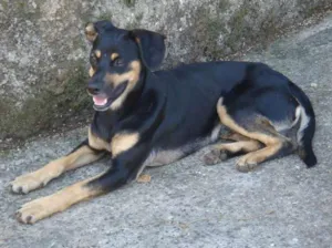 Cachorro raça SRD idade 1 ano nome Cookie