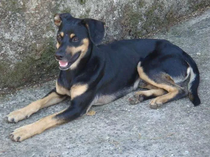 Cachorro ra a SRD idade 1 ano nome Cookie
