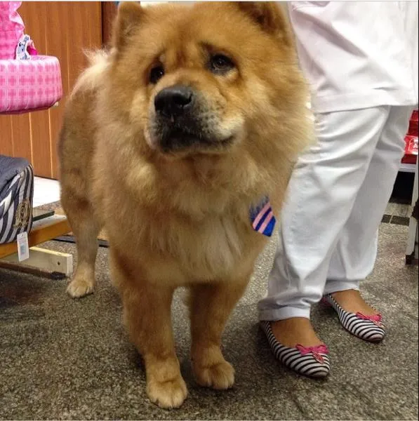Cachorro ra a Chow Chow idade nome Chow Chow