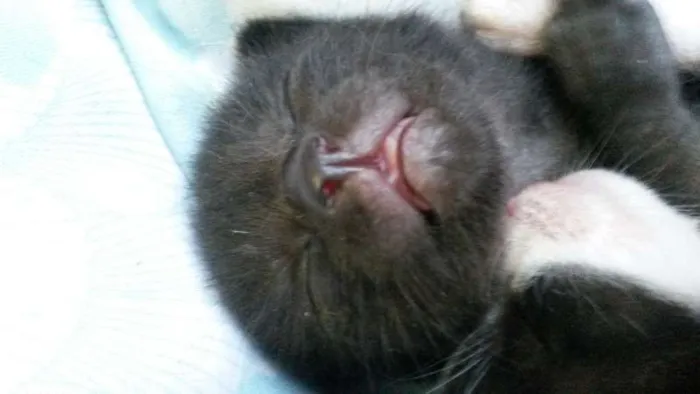 Gato ra a SRD idade Abaixo de 2 meses nome Escolha!